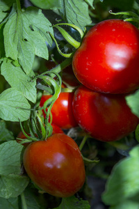 西红柿种植菜园