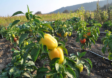 甜椒品种采用滴灌技术种植有机土壤中的甜椒照片