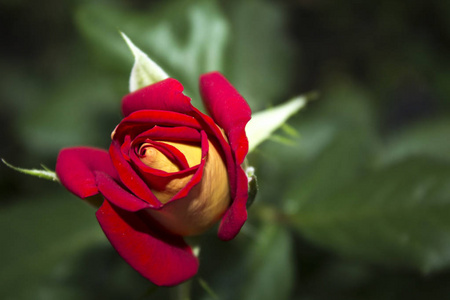 红色玫瑰花蕾的自然