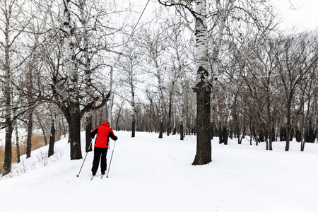 冬季景观与越野滑雪道, 冬季森林