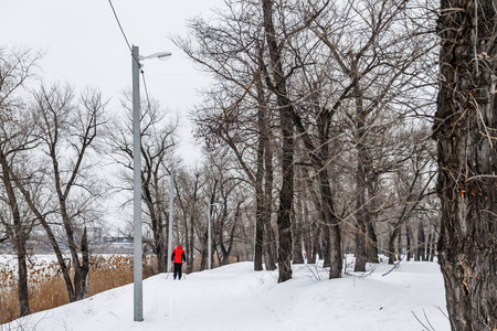 冬季景观与越野滑雪道, 冬季森林