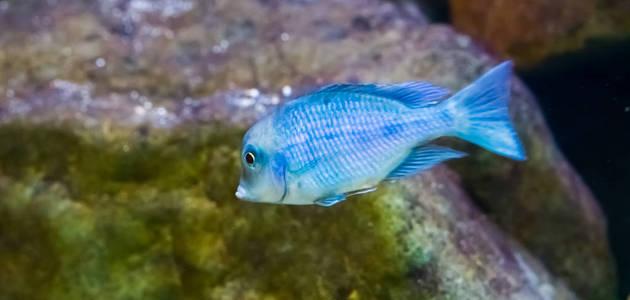 蓝毛海豚鱼特写来自马拉维湖的热带水族馆宠物