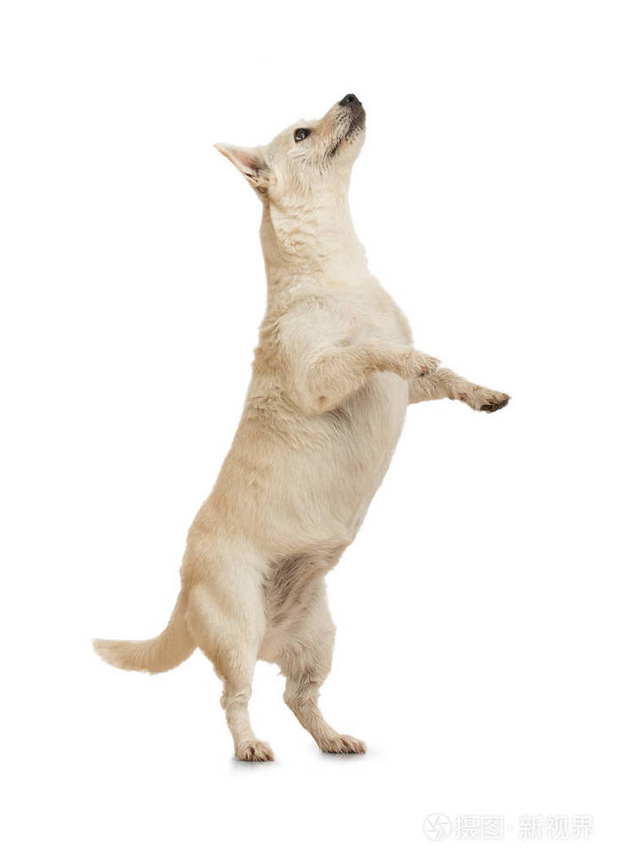 可爱的狗玩,站在后腿上,孤立在白色背景上