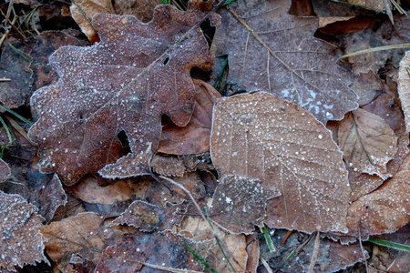 满是霜的树的叶子。 森林小径上的晨霜。 冬天的季节。