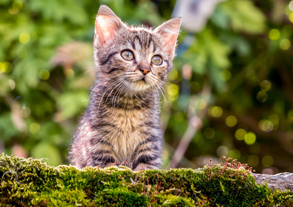 一只小猫在花园里的绿色背景上。