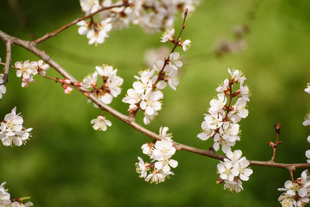 杏树花