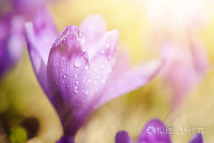 番红花的春天的花朵