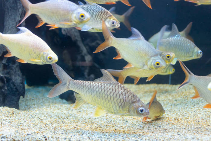 关闭美丽的鱼在水族馆装饰水生植物的背景鱼缸里的一条五颜六色的鱼