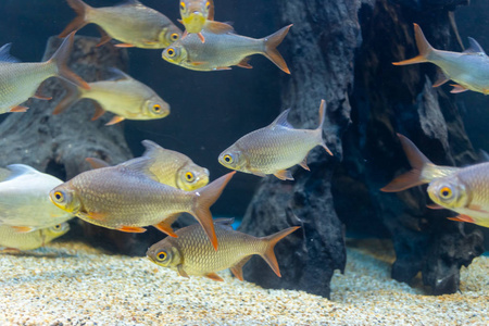 关闭美丽的鱼在水族馆装饰水生植物的背景。 鱼缸里的一条五颜六色的鱼。