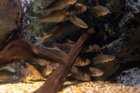 关闭美丽的鱼在水族馆装饰水生植物的背景。 鱼缸里的一条五颜六色的鱼。