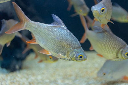 关闭美丽的鱼在水族馆装饰水生植物的背景。 鱼缸里的一条五颜六色的鱼。