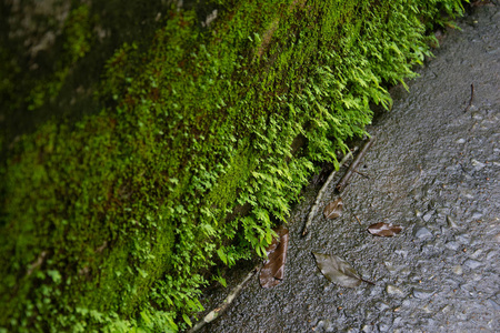 潮湿的鹅卵石路和长满青苔的墙