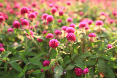 香港九龙公园花田