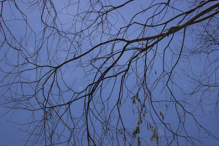 s branch against the sky