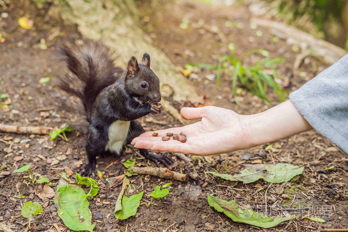 在秋天公园里，一只伸出的手和一只喂黑松鼠的女人的坚果。