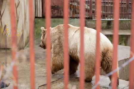 动物园侵略熊被囚禁在一个动物园里,在牢笼里侵略照片