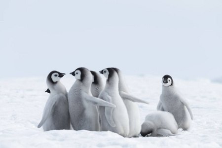 皇帝企鹅小鸡在冰上图片