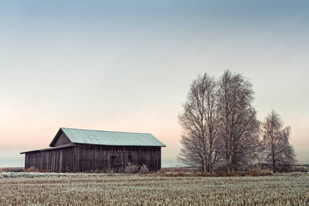 一座古老的谷仓房子矗立在芬兰北部寒冷的田野上的桦树旁边。太阳升起，把场景染成琥珀色。