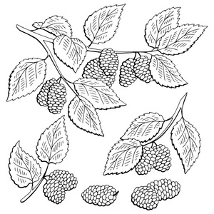 分枝图图片-分枝图素材-分枝图插画-摄图新视界