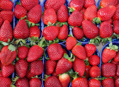 利用有机耕作技术种植的草莓出售给蔬菜生产者