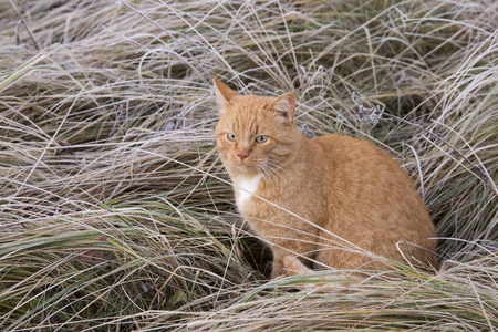 一只大红发猫在冰冻的草地上摆姿势