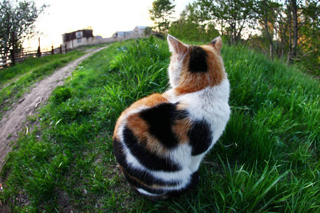 在春天，特写镜头猫从花园里的镜头转开