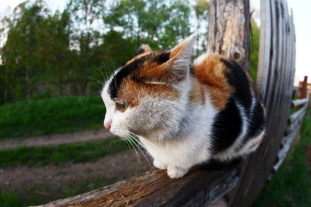 春天花园篱笆上猫的特写肖像