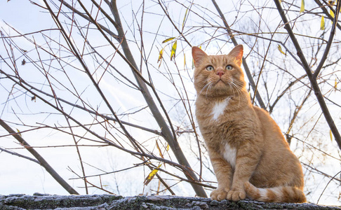 一只大红发猫在冰冻的草地上摆姿势