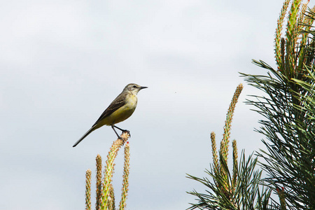 黄鹂鸣翠柳春景歌鸟黄鹂鸣翠竹,松枝蓝天照片
