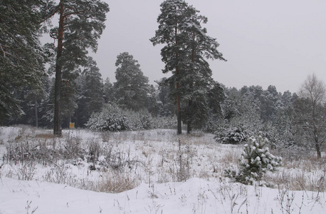 松林的冬季景观，树木覆盖着霜雪
