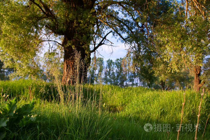 日落时橡树和绿草的夏季景观