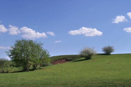 夏日的风景，蓝天上的白云，绿茵草地上的珍稀树木