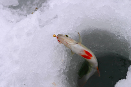 新捉到的鲈鱼在洞中的特写冬日