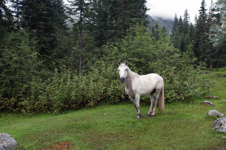 一匹美丽的白马的肖像,它在山里的森林里有一只长长的鬃毛和尾巴照片
