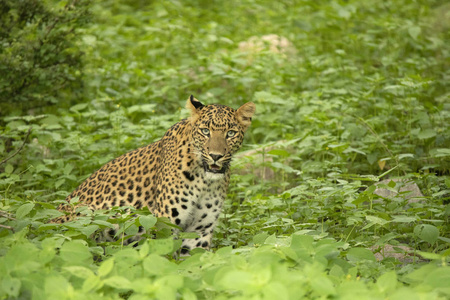 印度豹子, panthera pardus fusca, jhalana, rajasent, india