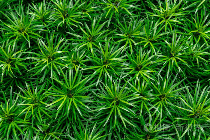 热带花园的天然植物. 自然背景. 灌木背景下的小绿叶.