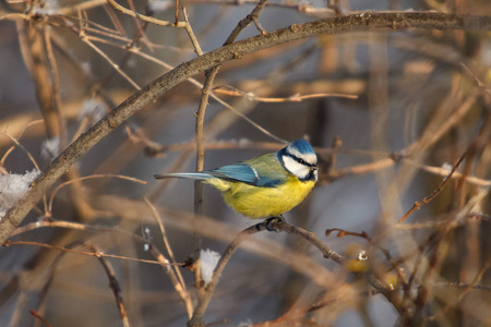 一只小鸟小鸟坐在树枝上蓝色的乳头上照片