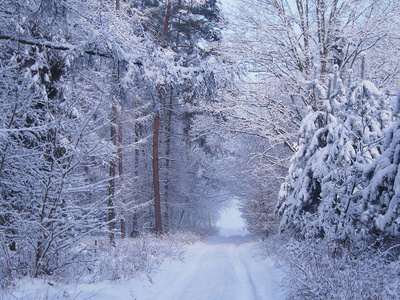 一片美丽的白雪覆盖着冬天的风景。