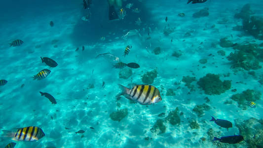s. Photo taken during a snorkeling expedition tour in the Cayman