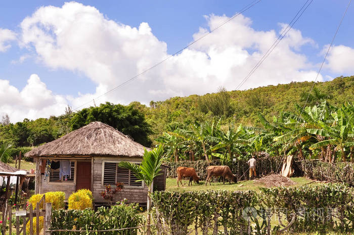 农村的一所简单的房子和院子里的牲畜生活方式古巴