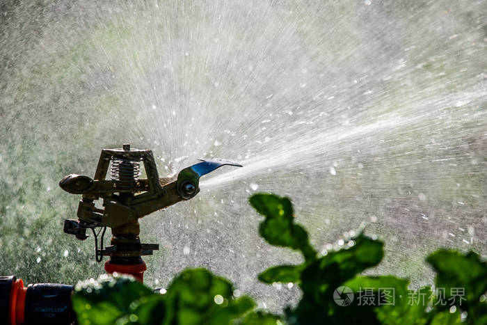 自动花园草坪洒水器在动作浇草. 绿色自然背景概念.