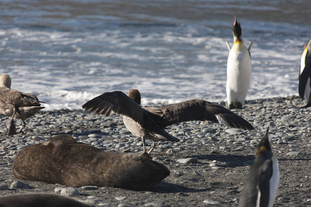 s giant southern albatross closeup