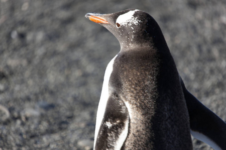 南乔治亚亚北极企鹅关闭