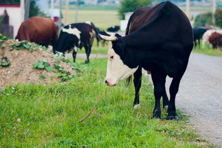 奶牛在夏季绿地选择性焦点