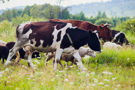奶牛在夏季绿地选择性焦点图片