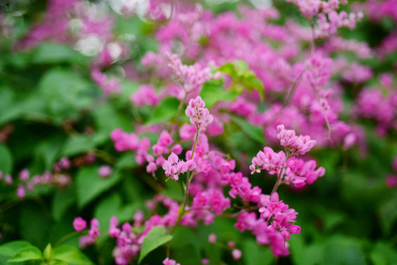 粉红色的花和蜜蜂的蜂群。蜜蜂混合花朵，从花中吸花蜜。粉红色的花和蜜蜂在一起。