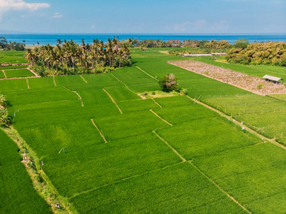绿色稻田和海洋的鸟瞰图。 巴厘岛的热带景观。