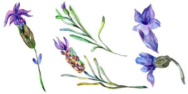 紫色的薰衣草花。 春天的野花孤立在白色上。 手工绘制的薰衣草花。 水彩背景插图。