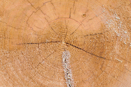 横截面原木呈蓝木心材树皮圆形