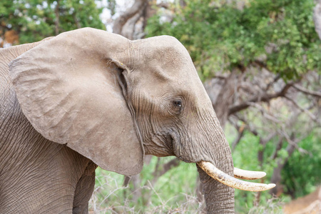 非洲南部热带草原的成年非洲象